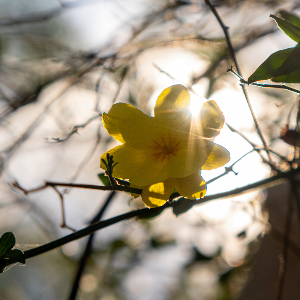 fleure_Jaune