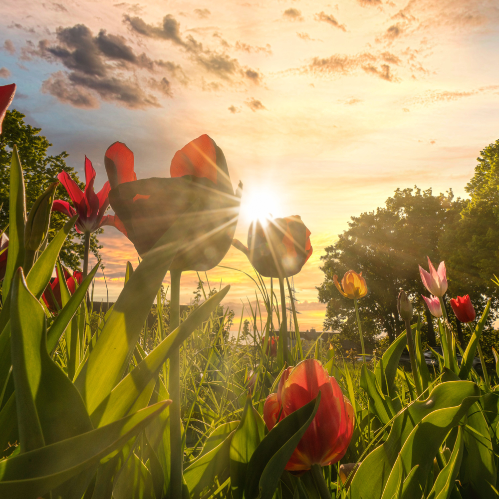 tulipes