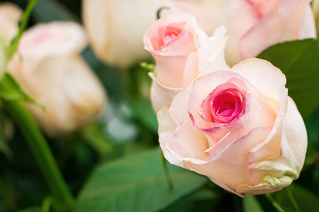 Delicate pink roses close-up. Bouquet of flowers in flower shop.